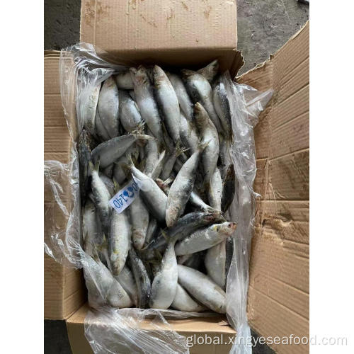  Frozen Fish Sardines Sardina Pilchardus Supplier